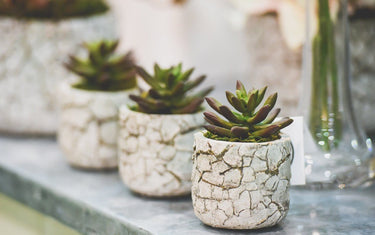Trending: Succulents