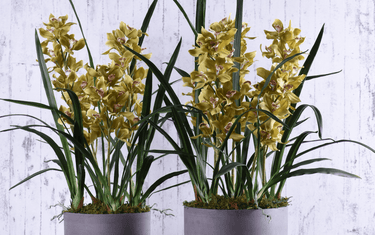 Orchid 101: A Lesson In Orchids