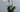 Orchid Plants