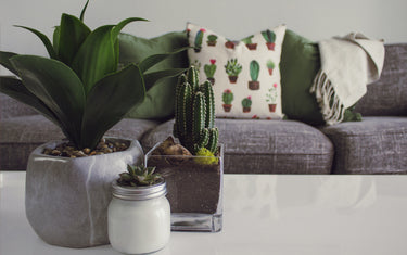 What You Need to Know About Buying Faux Plants