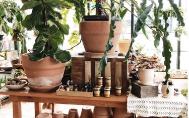 The Best Faux Trees for Your Home