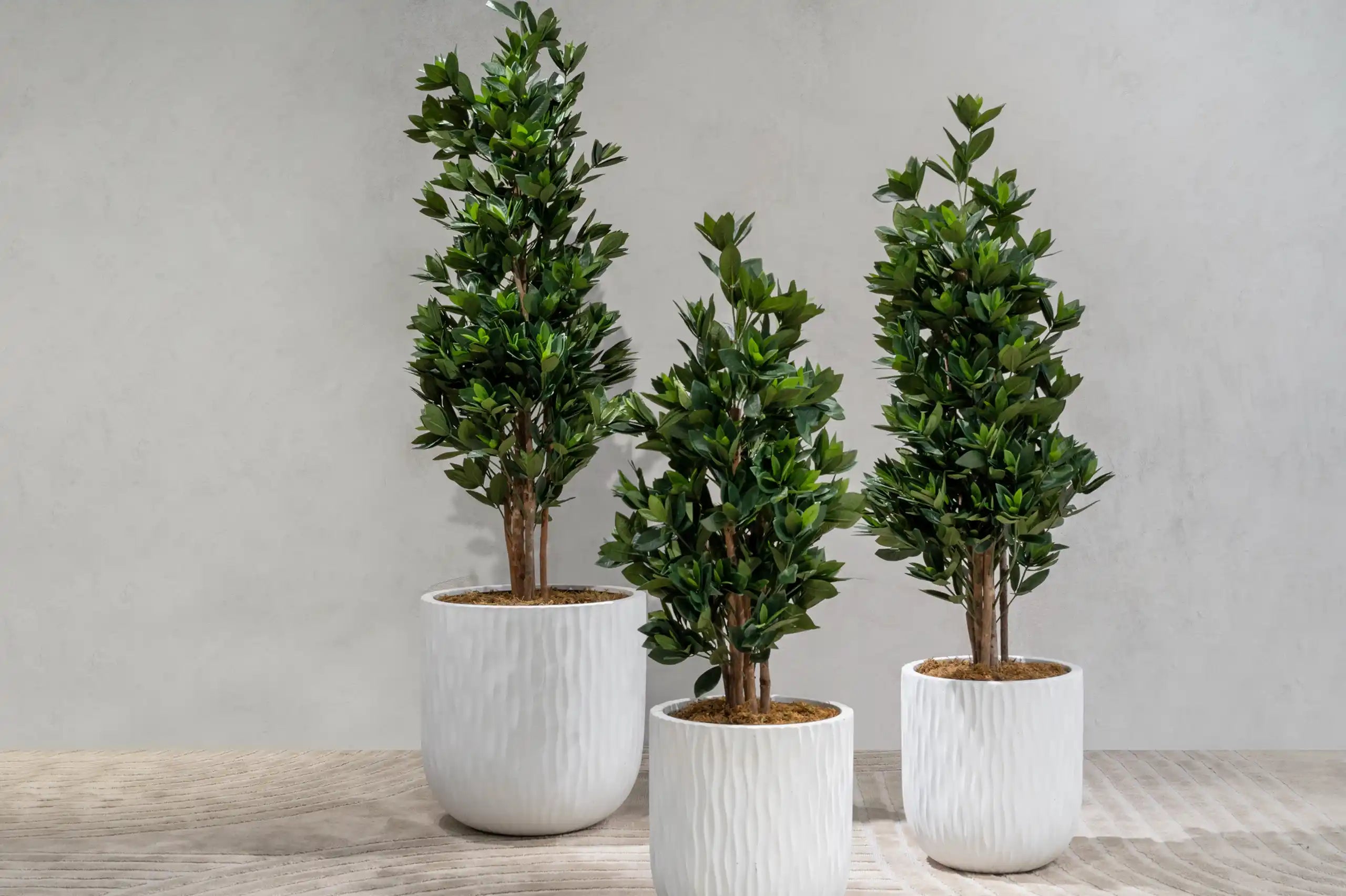 Trees Outlet – Bloomr