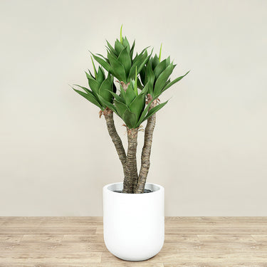 Trees-Artificial Agave Tree <br> 135cm-Bloomr