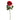 '-Rose-Bloomr