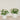 Floral Arrangement-Artificial Cabbage Rose Plant-Bloomr