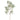 '-Eucalyptus Spray-Bloomr
