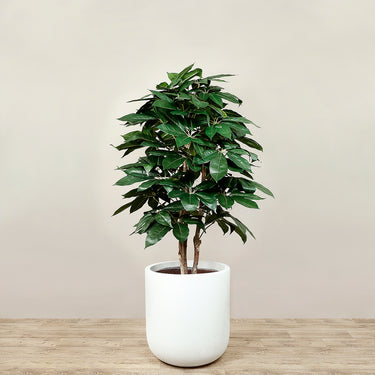 Trees-Artificial Schefflera Tree <br> 150cm-Bloomr