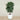 Trees-Artificial Schefflera Tree <br> 180cm-Bloomr