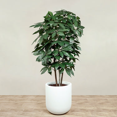 Trees-Artificial Schefflera Tree <br> 180cm-Bloomr