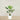 Trees-Kentia Palm <br> 120cm-Bloomr