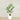 Trees-Kentia Palm 150cm-Bloomr