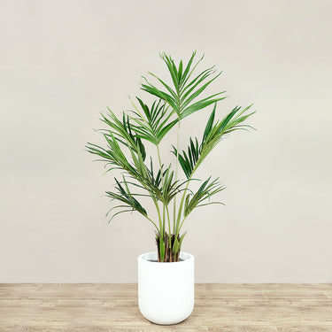 Trees-Kentia Palm 150cm-Bloomr