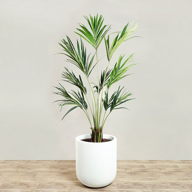 Trees-Kentia Palm 180cm-Bloomr