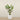 Trees-Kentia Palm 210cm-Bloomr