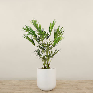 Trees-Kentia Palm 210cm-Bloomr