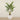 Trees-Kentia Palm <br> 270cm-Bloomr