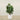 Trees-Artificial Fiddle Tree 120cm-Bloomr