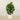 Trees-Artificial Fiddle Tree 150cm-Bloomr