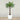 Trees-Artificial Phoenix Palm Tree 180cm-Bloomr