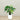 Trees-Artificial Alocasia Tree 100cm-Bloomr