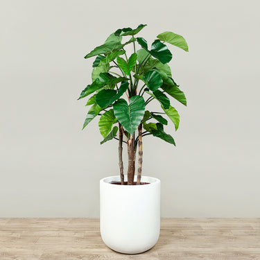 Trees-Artificial Alocasia Tree<br> 165cm-Bloomr