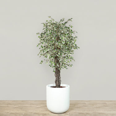 Trees-Artificial Mini Ficus Tree 180cm-Bloomr