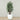 Trees-Artificial Rubber Plant 180cm-Bloomr