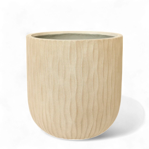 أصيص شجرة فياكونستون دائري - كبير