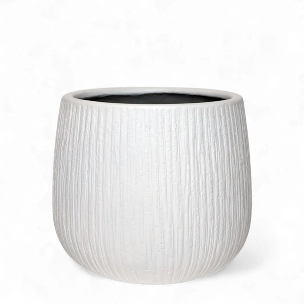 أصيص شجرة فياكونستون دائري - كبير