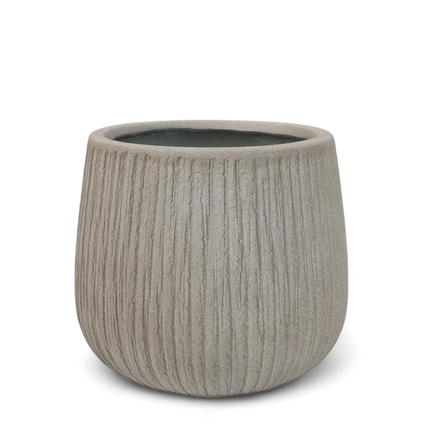 أصيص شجرة فياكونستون دائري - كبير