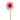 '-Gerbera-Bloomr