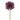'-Gerbera-Bloomr
