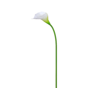 Flowers-Calla Lily-Bloomr