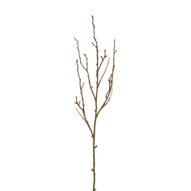 Flowers-Ghost Branch-Bloomr