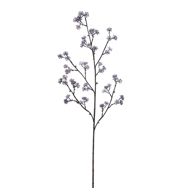Plants-Eucalyptus Seed-Bloomr