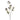 '-Patrinia spray-Bloomr