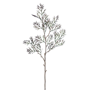 Plants-Silver Birch Leaf-Bloomr