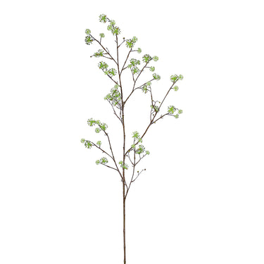 Plants-Cornus Spray-Bloomr