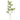 '-Sorbus Spray-Bloomr