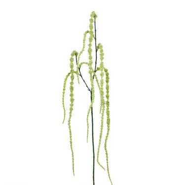 Plants-Amaranthus Spray-Bloomr
