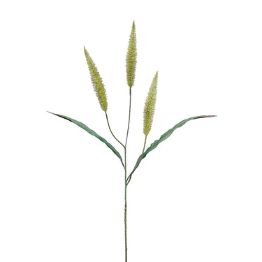 Flowers-Pennisetum Spray-Bloomr