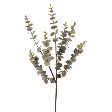 Plants-Eucalyptus Spray-Bloomr