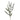 '-Eucalyptus Spray-Bloomr