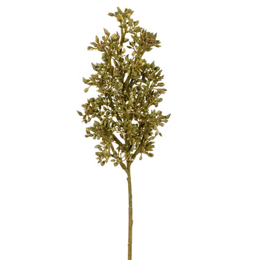 Greenery-Sedum-Bloomr