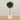 -Artificial Sweet Link Topiary 150cm-Bloomr