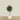 -Artificial Mini Ficus Tree 150cm-Bloomr