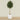 -Artificial Mini Ficus Tree 240cm-Bloomr