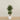 '-Artificial Mini Ficus Tree 150cm-Bloomr