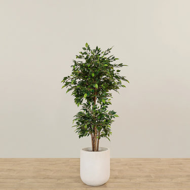 '-Artificial Mini Ficus Tree 150cm-Bloomr