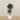 '-Artificial Mini Ficus Tree 180cm-Bloomr